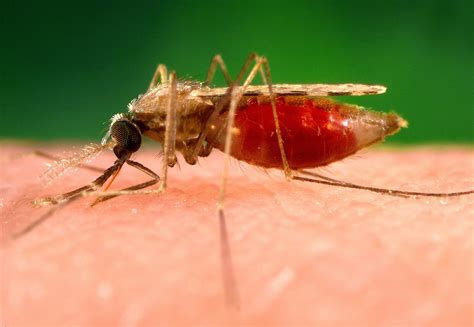 a picture of malaria